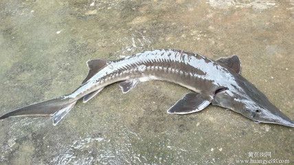 尋龍魚多少錢一斤？（鱘龍魚價(jià)格大致在20-30元一斤之間） 龍魚百科 第4張