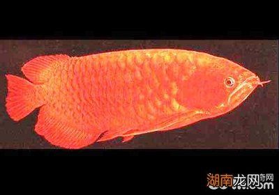 血龍魚多少錢一條（血龍魚的價(jià)格一般多少錢？） 龍魚百科 第3張