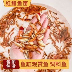 S6系列，產(chǎn)于大湖Shaid世界高品質(zhì)龍魚的代表，漁場提供試養(yǎng)服務(wù)，不滿意無條件換。（不滿意可換漁場終身服務(wù)極致售后大湖純血龍魚）