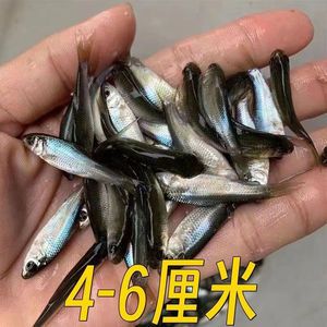 S6系列，產(chǎn)于大湖Shaid世界高品質(zhì)龍魚的代表，漁場提供試養(yǎng)服務(wù)，不滿意無條件換。（不滿意可換漁場終身服務(wù)極致售后大湖純血龍魚）