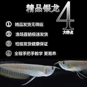 為什么龍魚沒(méi)有小苗了（關(guān)于龍魚沒(méi)有小苗的問(wèn)題，我們可以從幾個(gè)方面來(lái)探討可能的原因） 龍魚百科 第2張