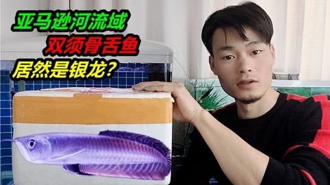 銀龍魚可以和玉面皇冠魚混養(yǎng)嗎（銀龍魚與玉面皇冠魚混養(yǎng)存在一定的風(fēng)險(xiǎn)和挑戰(zhàn)和挑戰(zhàn)） 龍魚百科