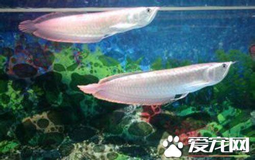 銀龍魚混養(yǎng)的底層魚（適合與銀龍魚一起混養(yǎng)的底層魚） 龍魚百科 第4張