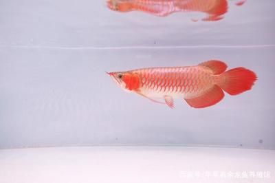 伊薩庫龍魚（伊薩庫龍魚是一種高品質(zhì)的紅龍魚） 龍魚百科 第1張