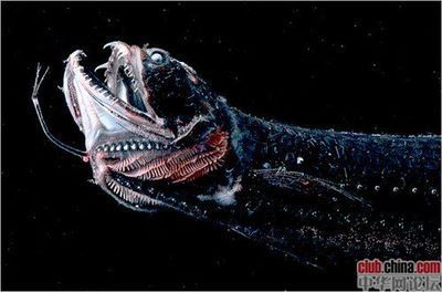 金龍魚英文怎么寫（apexpredatorsofthegoldendragonfish） 水族問答