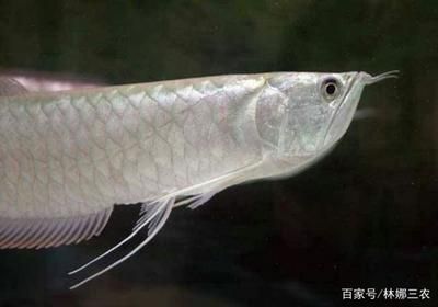 銀龍魚(yú)20多厘米屬于幼魚(yú)嗎 龍魚(yú)百科 第3張