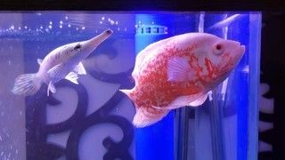 銀龍魚不吃南極磷蝦（銀龍魚可以吃南極磷蝦嗎？） 龍魚百科 第3張