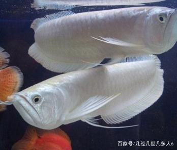 銀龍魚(yú)的燈光一天需要多長(zhǎng)時(shí)間（銀龍魚(yú)的燈光需求并不是24小時(shí)不間斷的,實(shí)際上有自己的作息時(shí)間） 龍魚(yú)百科 第4張