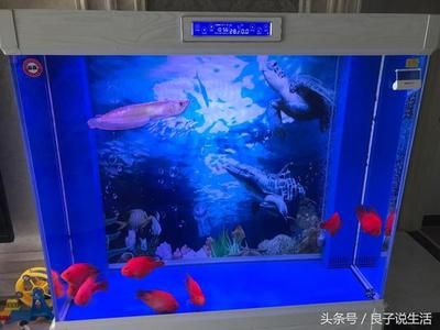 銀龍魚和紅龍魚混養(yǎng)技巧（銀龍魚和紅龍魚混養(yǎng)需要注意哪些問題？） 龍魚百科 第2張