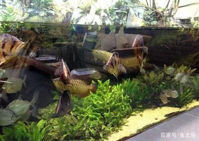 一個(gè)缸3條龍魚配幾條虎魚（三條龍魚和兩條虎魚的組合可以考慮到風(fēng)水的因素和風(fēng)水） 龍魚百科 第4張