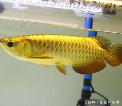 銀板和金龍魚配叫什么名字好聽（關(guān)于銀板和金龍魚搭配的好聽名字：金龍銀板之盟,金尊銀伴水族緣） 龍魚百科 第2張