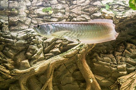 養(yǎng)的銀龍魚互相咬尾巴（如何解決銀龍魚互相咬尾巴的問題） 龍魚百科 第4張