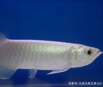 銀龍魚呼吸什么樣（銀龍魚的呼吸習(xí)性） 龍魚百科 第5張