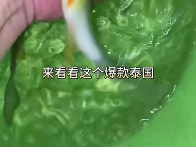 小黃龍魚的介紹（小黃龍魚是一種受歡迎的觀賞魚，適合在水族箱中養(yǎng)殖） 龍魚百科 第3張