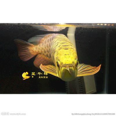 祥龍金龍魚（祥龍金龍魚價格） 龍魚百科 第1張