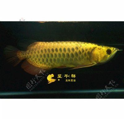 祥龍金龍魚（祥龍金龍魚價格） 龍魚百科 第4張