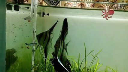 一眉道人龍魚混養(yǎng) 龍魚百科 第5張