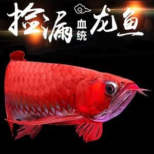 小金龍魚吃飼料好嗎（小金龍魚吃飼料可以嗎） 龍魚百科 第1張