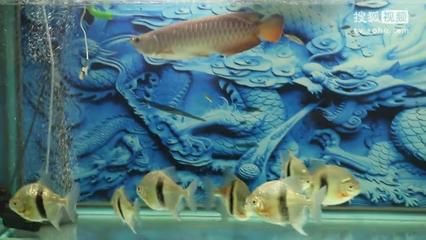 為什么金龍魚(yú)會(huì)突然咬魚(yú)（金龍魚(yú)突然咬魚(yú)是什么原因引起的？） 龍魚(yú)百科 第3張