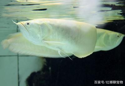 養(yǎng)銀龍魚開循環(huán)還需要加養(yǎng)嗎？（養(yǎng)銀龍魚開循環(huán)需要加養(yǎng)嗎？） 龍魚百科 第4張