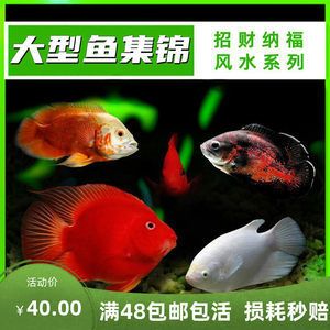 銀龍魚(yú)會(huì)咬蝴蝶鯉嗎（銀龍魚(yú)和蝴蝶鯉可以混養(yǎng)嗎）