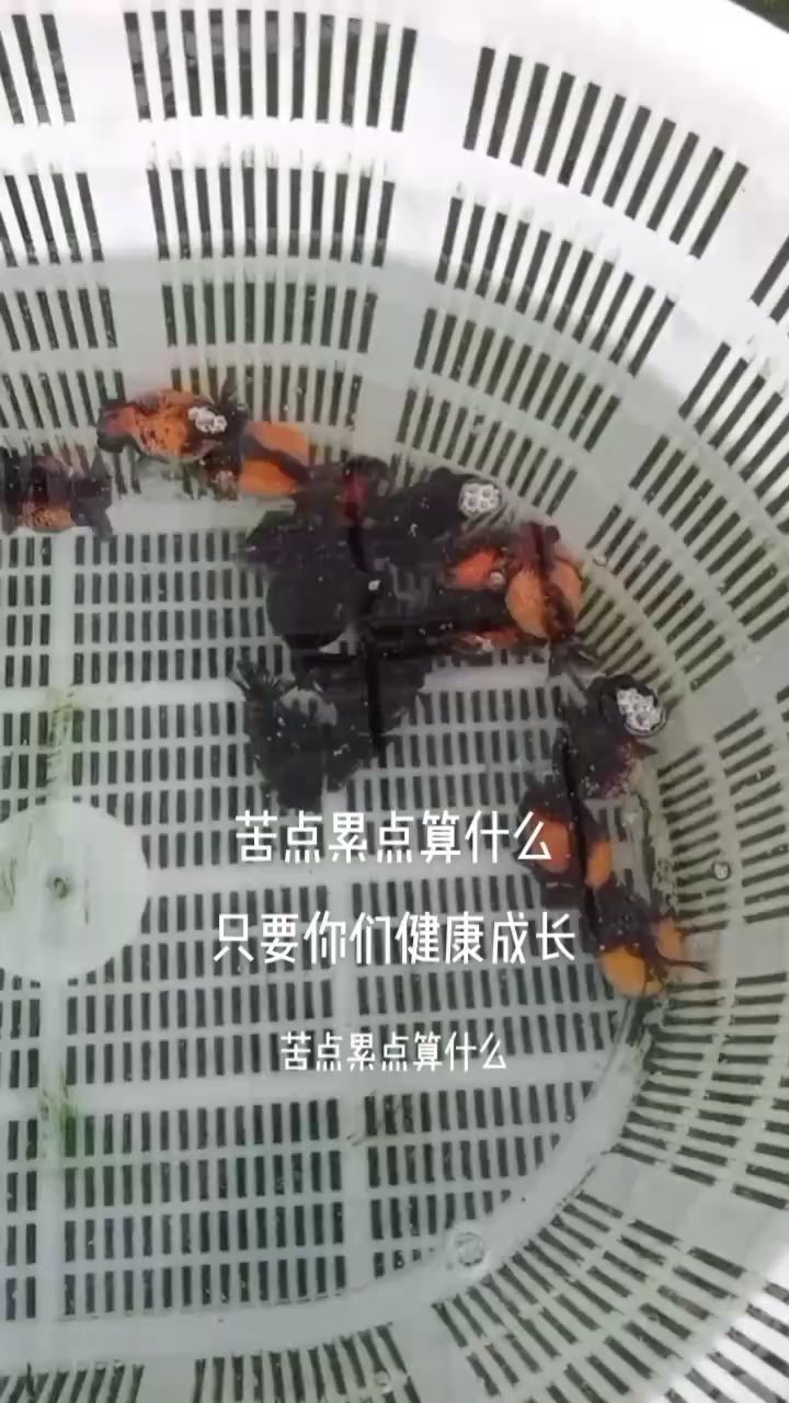 見證成長(zhǎng)（小龍珠萌萌噠小龍珠） 觀賞魚論壇