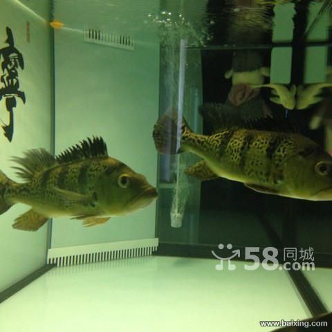 烏魯木齊哪兒買金龍魚便宜（新疆華凌市場） 龍魚百科 第1張