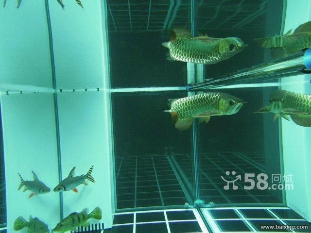 烏魯木齊哪兒買金龍魚便宜（新疆華凌市場） 龍魚百科 第5張