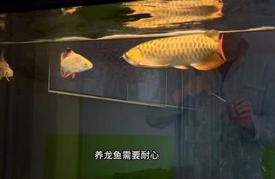 養(yǎng)龍魚用不用加海鹽（養(yǎng)龍魚是否需要加海鹽？） 龍魚百科 第5張