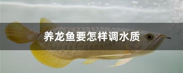 養(yǎng)龍魚用不用加海鹽（養(yǎng)龍魚是否需要加海鹽？） 龍魚百科 第3張