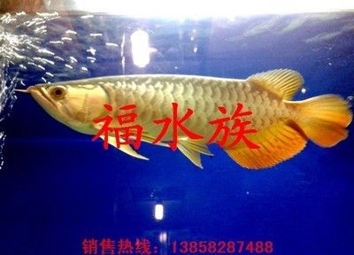 一缸養(yǎng)幾條金龍魚比較旺財(cái)（關(guān)于養(yǎng)金龍魚數(shù)量的一些風(fēng)水建議） 龍魚百科 第4張