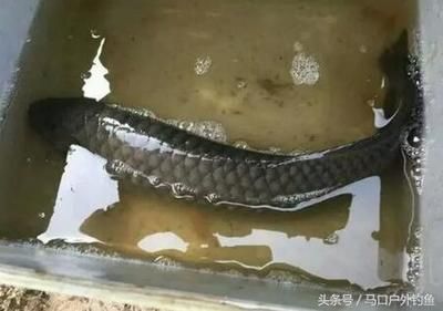 銀龍魚放生（放生銀龍魚會對當地生態(tài)系統(tǒng)產生影響嗎？） 龍魚百科 第5張