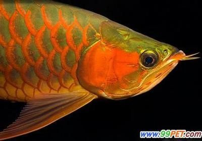 養(yǎng)兩條龍魚的寓意（養(yǎng)銀龍魚的寓意） 龍魚百科 第3張