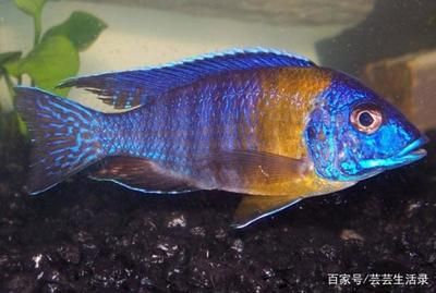 想要買龍魚開始用什么魚開缸好（開始養(yǎng)龍魚之前需要完成的幾個步驟，以確保魚缸的環(huán)境適合龍魚生存） 龍魚百科 第3張