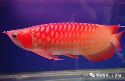 一斤重觀賞魚 金龍魚（金龍魚價格信息：1.5公斤的金龍魚可以賣到18萬元） 龍魚百科 第1張