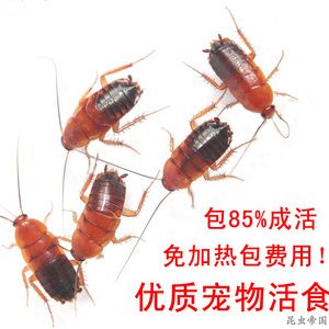 喂龍魚(yú)的活體昆蟲(chóng)怎么消毒（喂養(yǎng)龍魚(yú)時(shí)，如何對(duì)活體昆蟲(chóng)進(jìn)行消毒） 龍魚(yú)百科 第3張