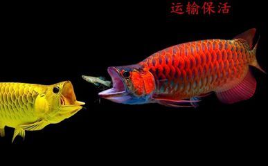 網(wǎng)上買龍魚靠譜？（網(wǎng)上購買龍魚可靠嗎？） 龍魚百科 第2張