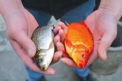 野生鯽魚(yú)能跟龍魚(yú)一起養(yǎng)嗎（野生鯽魚(yú)與龍魚(yú)可以一起養(yǎng)嗎？） 龍魚(yú)百科 第2張