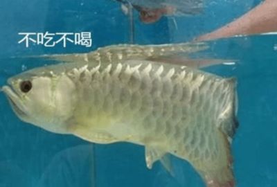 新家買的金龍魚死了好不好（金龍魚為什么突然死亡？） 龍魚百科 第3張