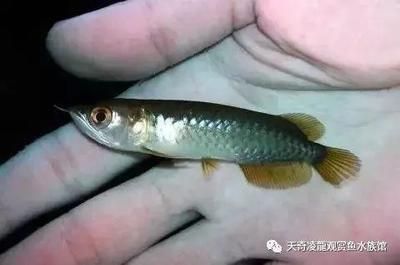 小龍魚多長時間消化（小龍魚消化時間因個體差異而異，小龍魚消化時間與其他因素有關(guān)） 龍魚百科 第1張