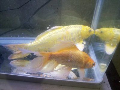 一條銀龍魚(yú)配8條鸚鵡魚(yú)可以嗎（銀龍魚(yú)和鸚鵡魚(yú)可以混養(yǎng)嗎？） 龍魚(yú)百科 第3張