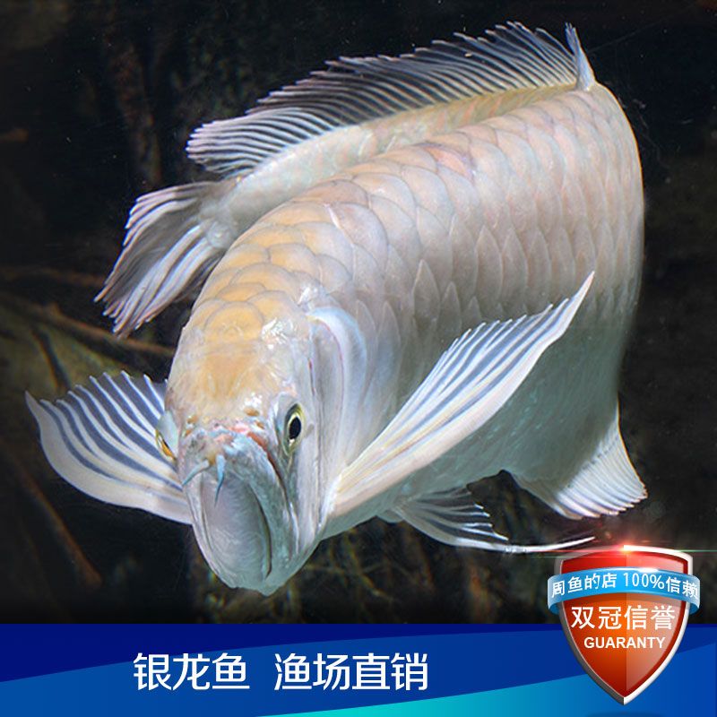 小巨骨舌魚可以和龍魚混養(yǎng)嗎（小巨骨舌魚與龍魚混養(yǎng)的可能性較低） 龍魚百科 第1張