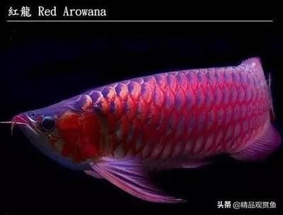 祥禾Super Red紅龍魚（祥禾superred紅龍魚怎么樣）