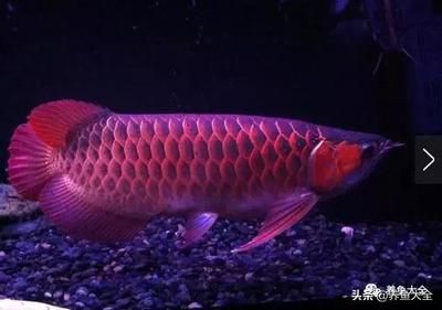 銀龍魚 紅龍魚（銀龍魚和紅龍魚在外觀、性格和飼養(yǎng)要求等方面都有所不同） 龍魚百科 第3張