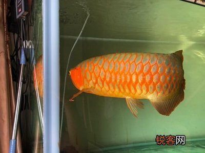 養(yǎng)金龍魚好還是紅龍魚好（養(yǎng)金龍魚還是紅龍魚） 龍魚百科 第5張