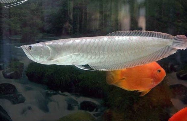 銀龍魚構(gòu)造（水族愛好者的寵兒[需手動填充]銀龍魚（silverarowana）） 龍魚百科 第3張