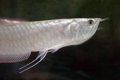 銀龍魚構(gòu)造（水族愛好者的寵兒[需手動填充]銀龍魚（silverarowana）） 龍魚百科 第4張