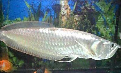 銀龍魚構(gòu)造（水族愛好者的寵兒[需手動填充]銀龍魚（silverarowana）） 龍魚百科 第1張