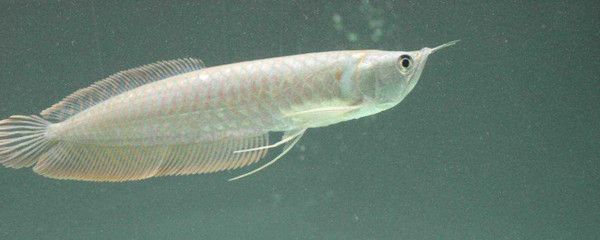 銀龍魚構(gòu)造（水族愛好者的寵兒[需手動填充]銀龍魚（silverarowana）） 龍魚百科 第5張