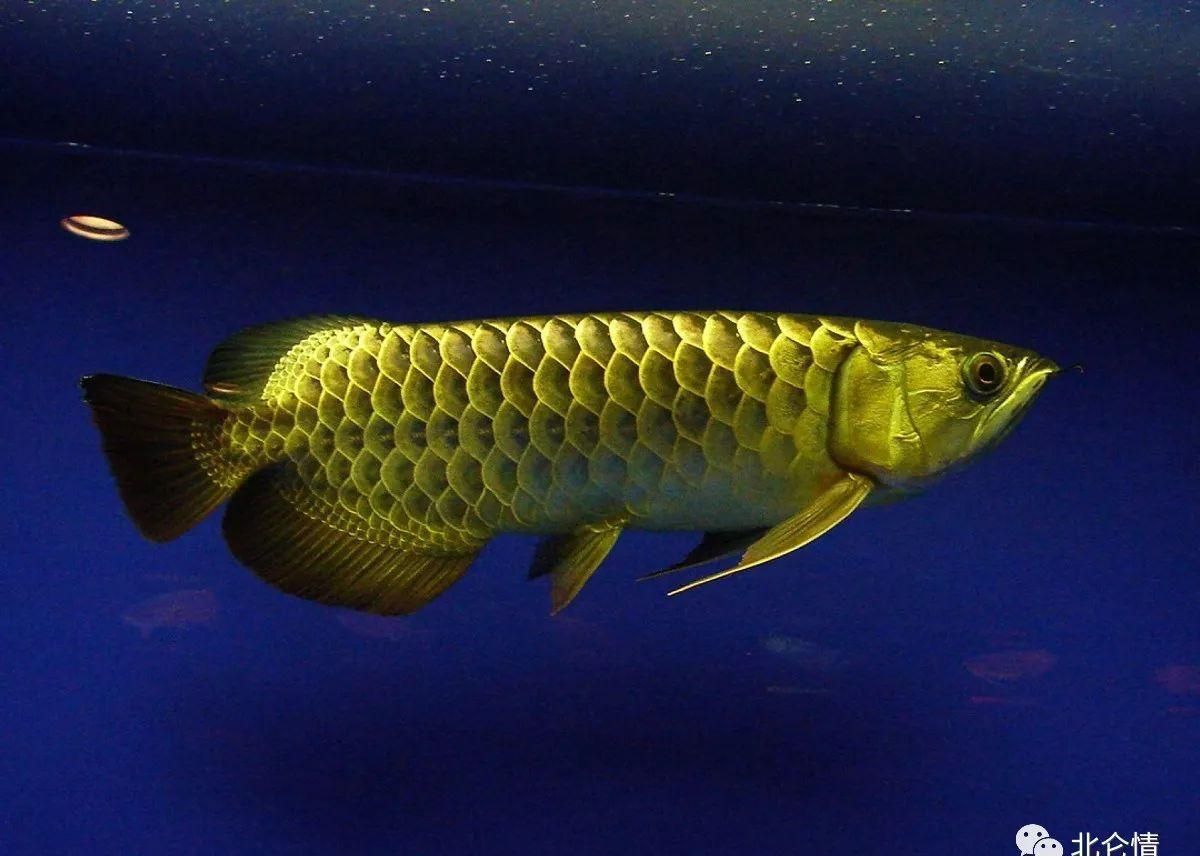 想吃金龍魚（在某些地區(qū)存在食用金龍魚的情況，不建議食用金龍魚） 龍魚百科 第4張